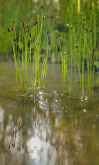 Aquatic grass rooted in a crack in the limestone, growing in a shallow pool in Texas, provides a perch for a small fly.