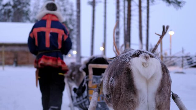 reindeer breeders lead Reindeer with magnificent antlers in harness on deer farm in Lapland, winter landscape on dark polar day, eco-tourism, traditional northern animal husbandry above Arctic Circle