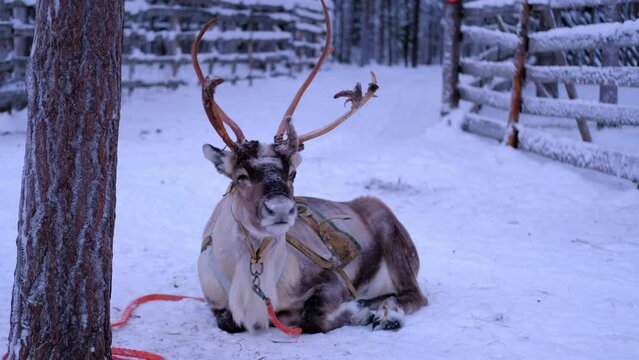 Reindeer with magnificent antlers in harness on deer farm in Lapland, winter landscape on dark polar day, blue twilight, eco-tourism, traditional northern animal husbandry above the Arctic Circle
