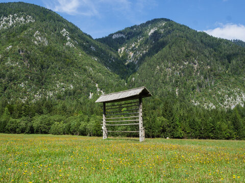 A traditional small Slovenian hayrack (hey rack) in the middle of a green meadow with Julian Alps (Triglav National Park, Gorenjska) with pine forest in the background. Radovna, Mojstrana, Slovenia