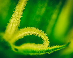Pistils Calyx  and Trichomes on Cannabis flowers and leafs in macro view.