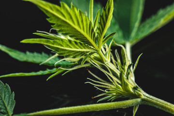 Fototapeta na wymiar Pistils Calyx and Trichomes on Cannabis flowers and leafs in macro view.