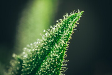 Pistils Calyx  and Trichomes on Cannabis flowers and leafs in macro view.