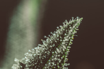 Pistils Calyx  and Trichomes on Cannabis flowers and leafs in macro view.