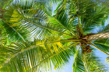 Green palm leaves cover the sunny sky. Coconut palms bottom view.