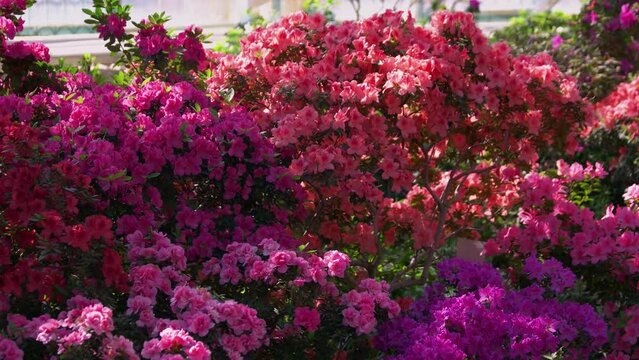 Multicolored azalea flowers blooming in the garden. Flowering bushes close up. Spring flowers background.