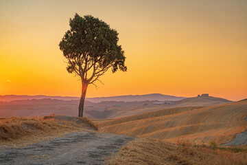 Lone pine tree in the valley with the dirt path leading to the beautiful sunrise across the Tuscany hills, and with the old barn and the orange sky at background