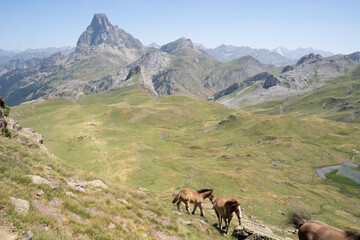Fototapeta na wymiar horses pacing free in the mountains of the pyrenees in France