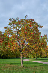 Rowan tree in the park in autumn