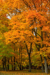 Beautiful maple trees in the park in autumn