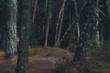 Deep forest trees in dark backwoods