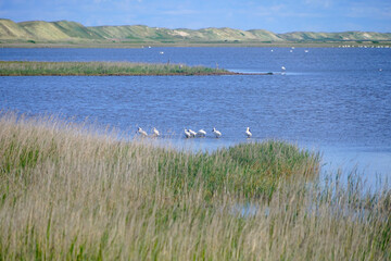dune and sea landscape at the danish North Sea with a group of spoonbills, coast, nature