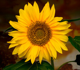 Fototapeta premium beautiful sunflower.sunflower close-up isolated