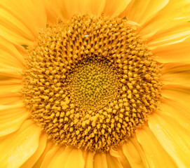 beautiful sunflower.sunflower close-up isolated
