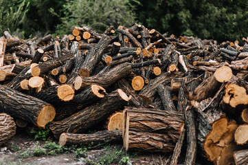 A large pile, a lot of sawn, felled brown logs from trees lie in nature, at a sawmill.