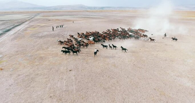 aerial view of wild horses galloping in nature