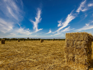 Field with bales of straw under blue sky. Hay field in Oran, Algeria