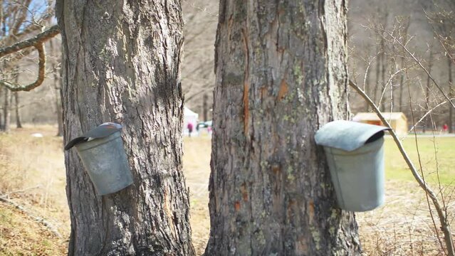 Point of view walking closeup shot of pail bucket to collect sap from maple trees to produce maple syrup in Monterey, Virginia Highland County maple syrup festival farm, people walking in background