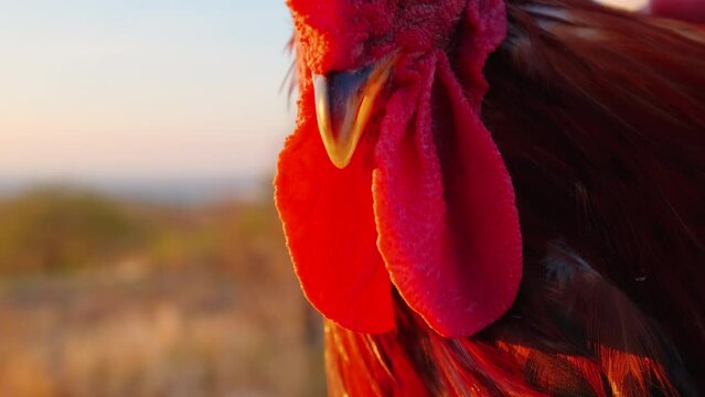 Close-up view of Cockerel in Denizli. 4K Footage in Turkey