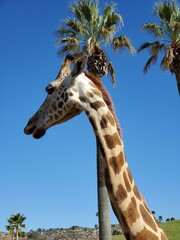 Sky Giraffe Giraffidae Plant Neck Tree © Zombie Bunny