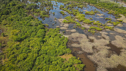 Amazon rainforest in Altamira, Pará, Brazil