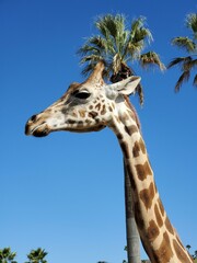 Sky Giraffe Giraffidae Photograph Light Nature