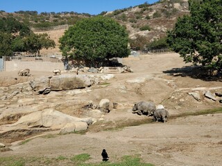 Plant Plant community Ecoregion Vertebrate Mountain Sky