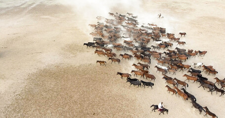 Cowboy is riding a horse. wild horse herd