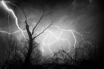 Silhouette of tree in the forest during night summer storm with lightning and thunder
