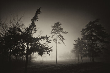 Dark winter landscape showing park in the mist at night
