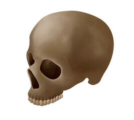 Skull