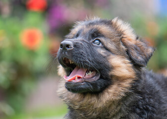 3/4 portrait of a shepherd puppy