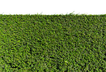 Green tree wall fence with concrete floor isolated on white background for park or garden...