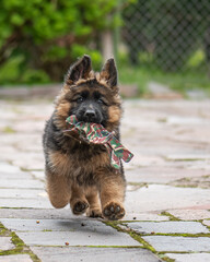 german shepherd puppy with toy