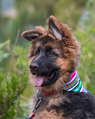 german shepherd puppy