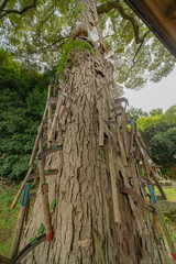 多くの鎌が刺されたご神木　鎌八幡宮