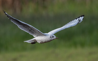 Andean gull flying over green pastures