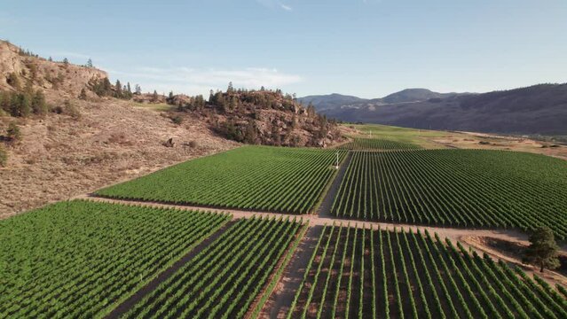 Vineyard with rows of wine grapes growing, Okanagan Valley, aerial drone footage, fields, lush valley, mountains, desert, British Columbia, Canada. 4K 4096x2304 24FPS.