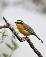 three striped Hemispingus perched on a stair-like branch