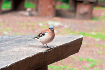 Finch bird. Colorful finch bird in the forest. Fringillidae family. Selective focus included