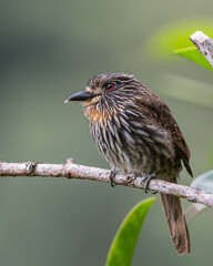 portrait of a black streaked puffbird perched on a branch