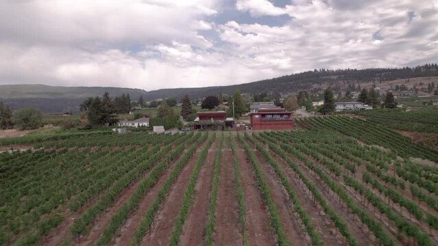Vineyard with rows of wine grapes growing, Okanagan Valley, aerial drone footage, fields, lush valley, mountains, desert, British Columbia, Canada. 4K 4096x2304 24FPS.