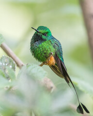 booted racket tail hummingbird on a branch of a tree