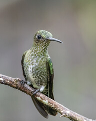 Many spotted hummingbird perched on a branch