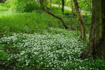 Blühender Bärlauch im Wald