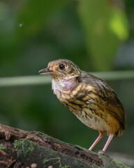 Portrait of an Amazonian antpitta