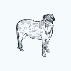Vintage hand drawn sketch stalilonhorse