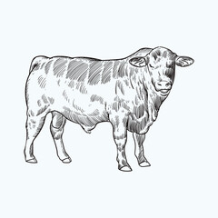 Vintage hand drawn sketch brangus brahman angus  cattle (for more draw like this click Cus)  - obrazy, fototapety, plakaty
