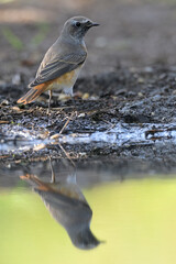 Gartenrotschwanz Phoenicurus phoenicurus