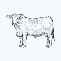 Vintage hand drawn sketch brangus brahman angus  cattle